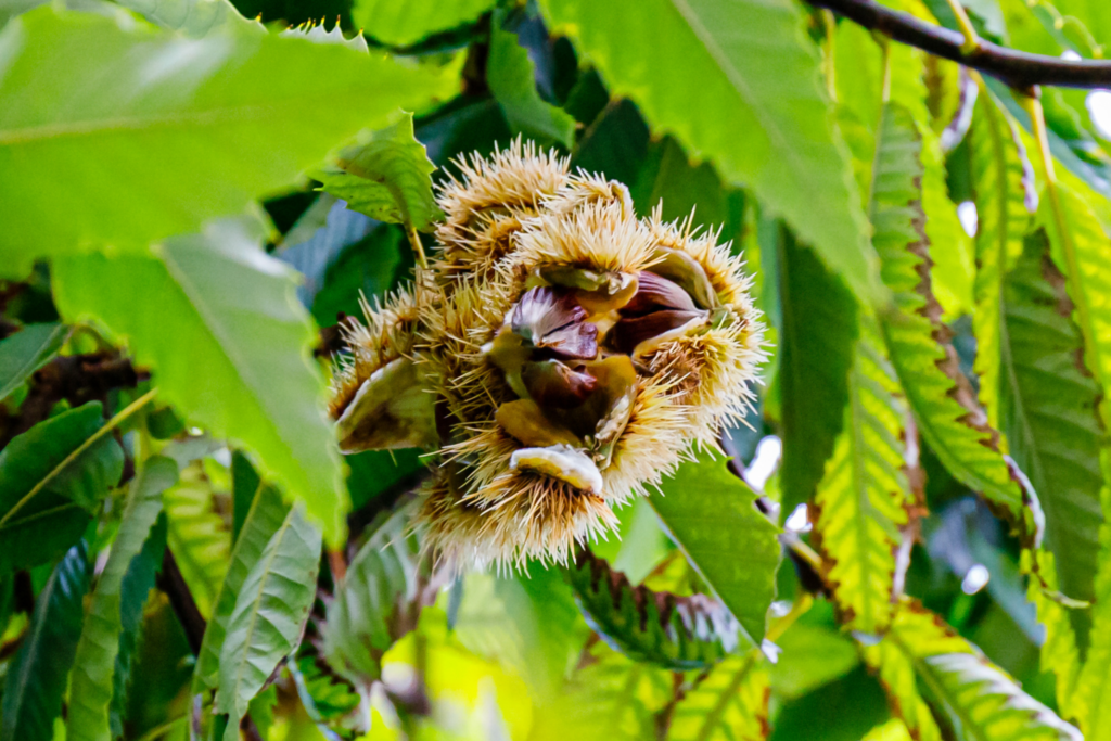 Ripe chestnut burrs splitting open on the branch, revealing dark brown nuts against bright green serrated leaves.