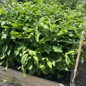 10 EBB Superstar Dunstan Chestnut Seedlings (Air Pruned Bed 36" - 48") Preorder - Ships Fall 2026