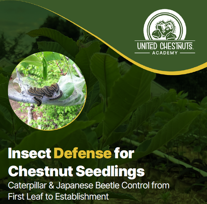 Insect Defense For Chestnut Seedlings
