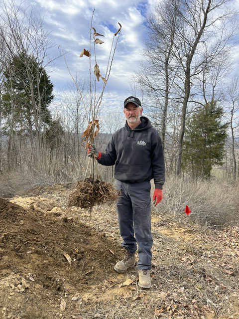 Chinese chestnut tree for sale with healthy bare-root system, held by EBB Farms grower