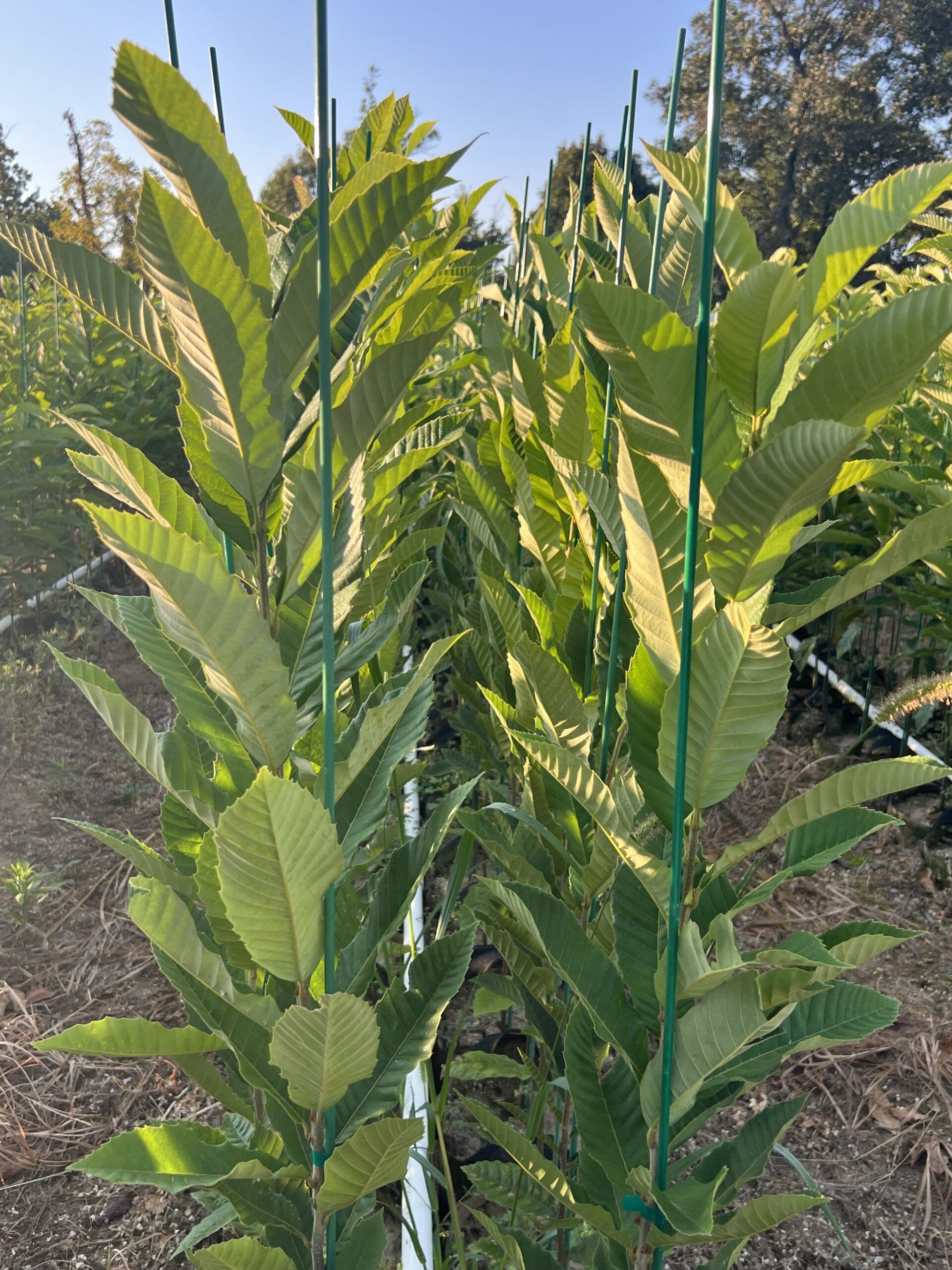 Chinese chestnut trees for sale, shipped nationally from EBB Farms nursery