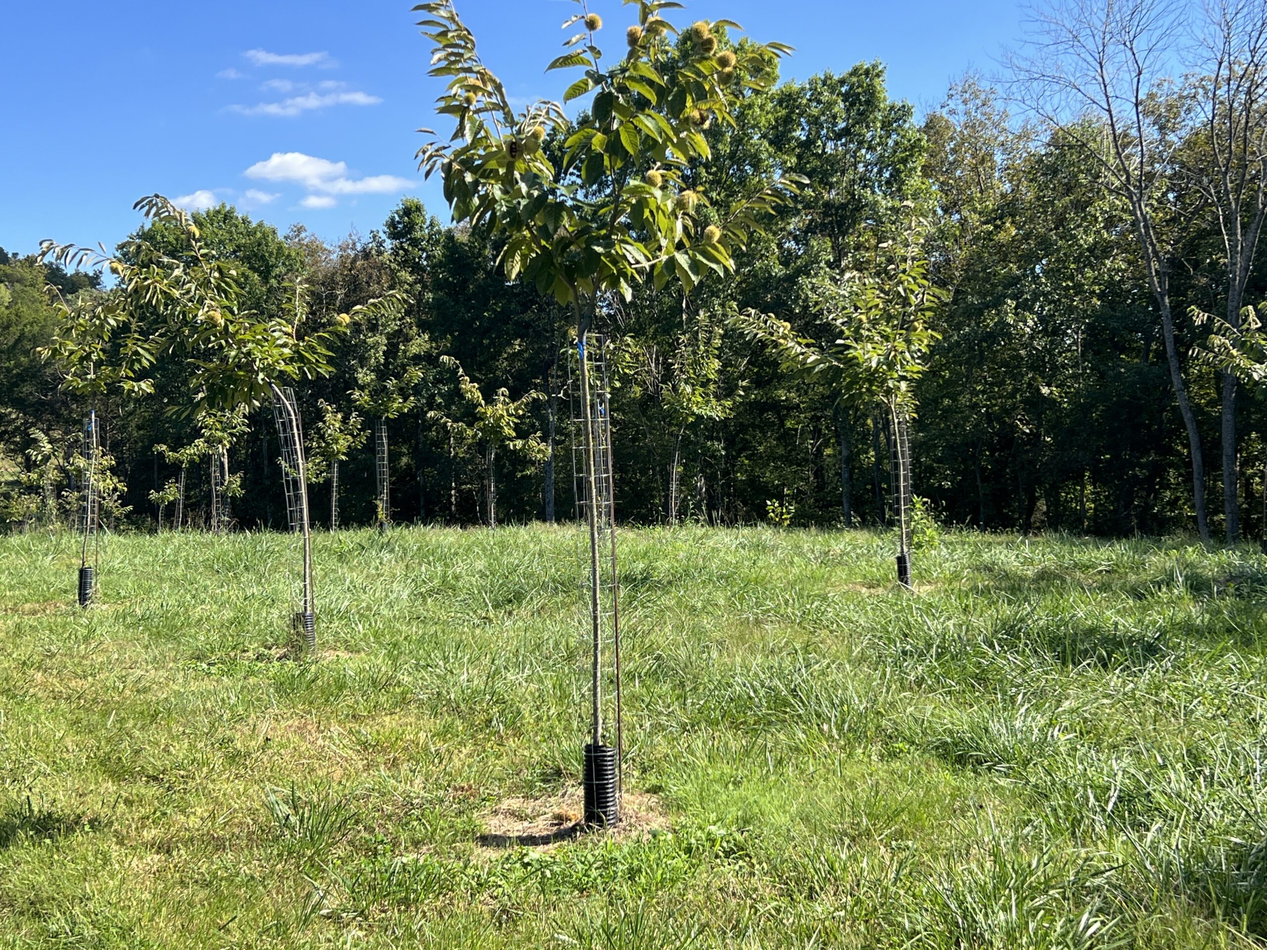 Young Chinese chestnut trees for sale, established orchard example with chestnut burrs at EBB Farms and United Chestnuts
