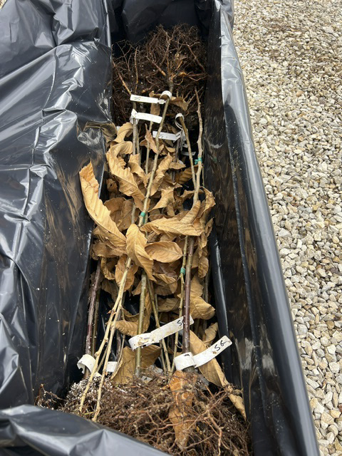 Chinese chestnut trees for sale, bundled and packed for shipping at EBB Farms