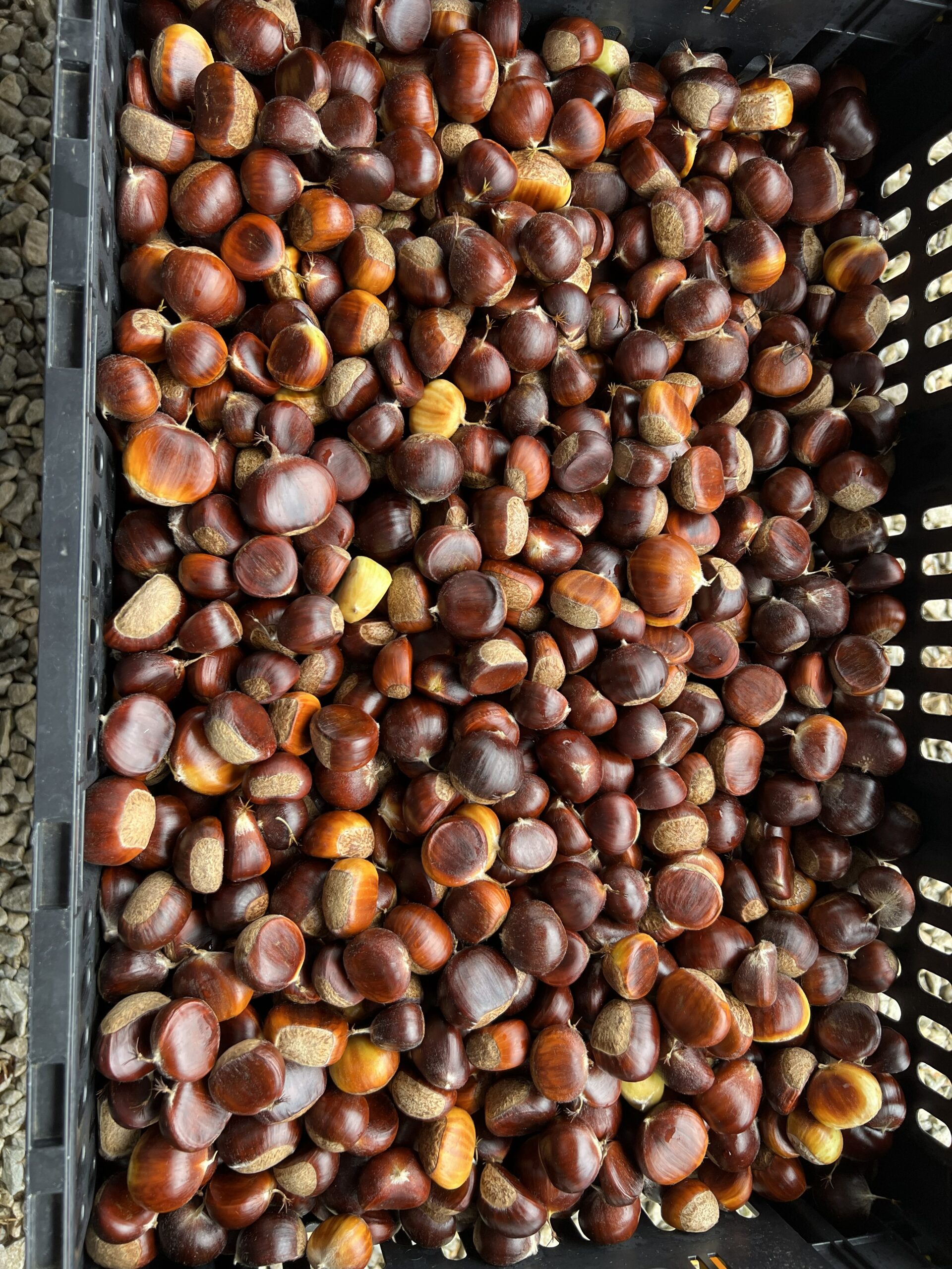 A harvest bin filled with freshly picked Chinese chestnuts at EBB Farms, showing the abundant yield a mature chestnut tree produces.