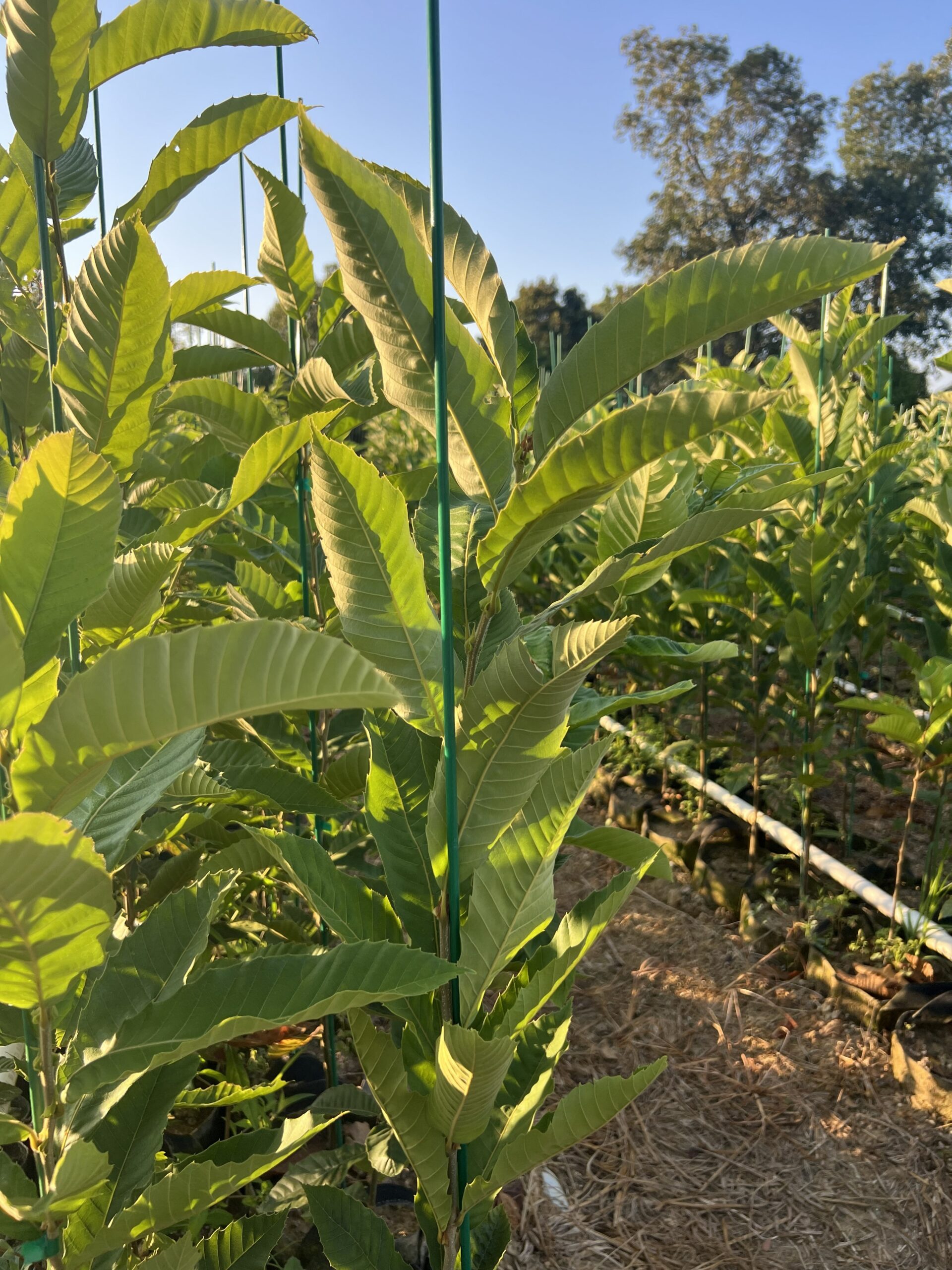 Chinese chestnut trees for sale, shipped nationally from EBB Farms nursery