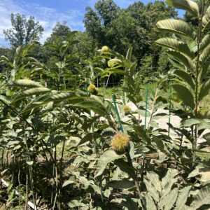 Chestnut Seedlings from EBB Farms and United Chestnuts