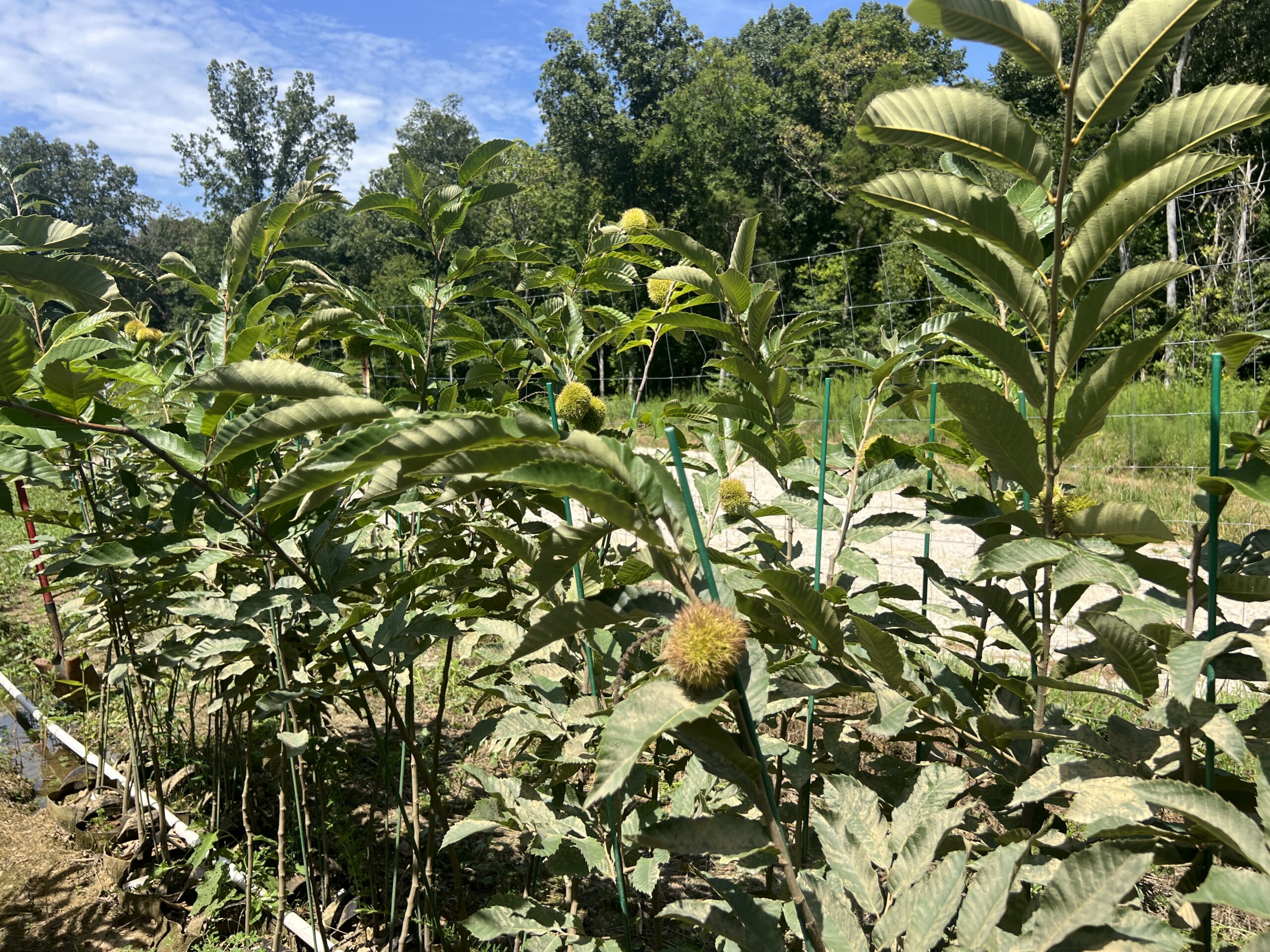 Chestnut Seedlings from EBB Farms and United Chestnuts