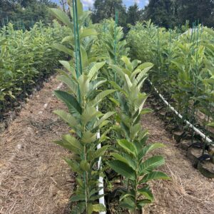 Mixed chestnut seedling varieties growing side by side in nursery rows at EBB Farms — United Chestnuts