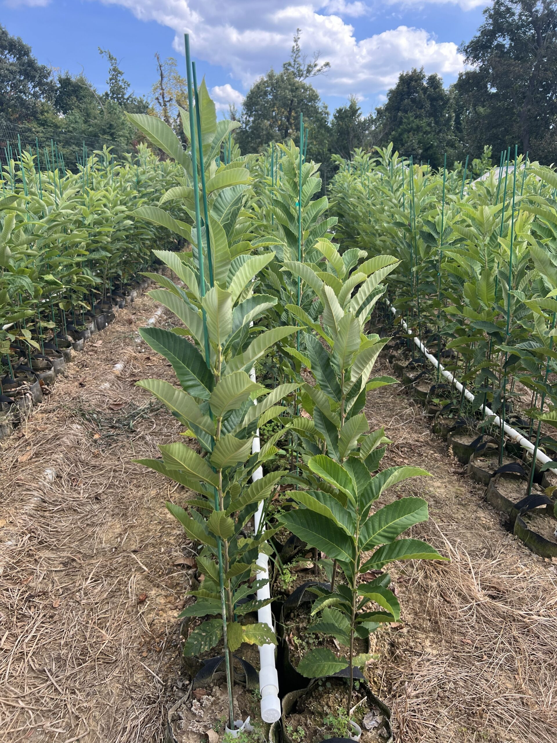 Mixed chestnut seedling varieties growing side by side in nursery rows at EBB Farms — United Chestnuts