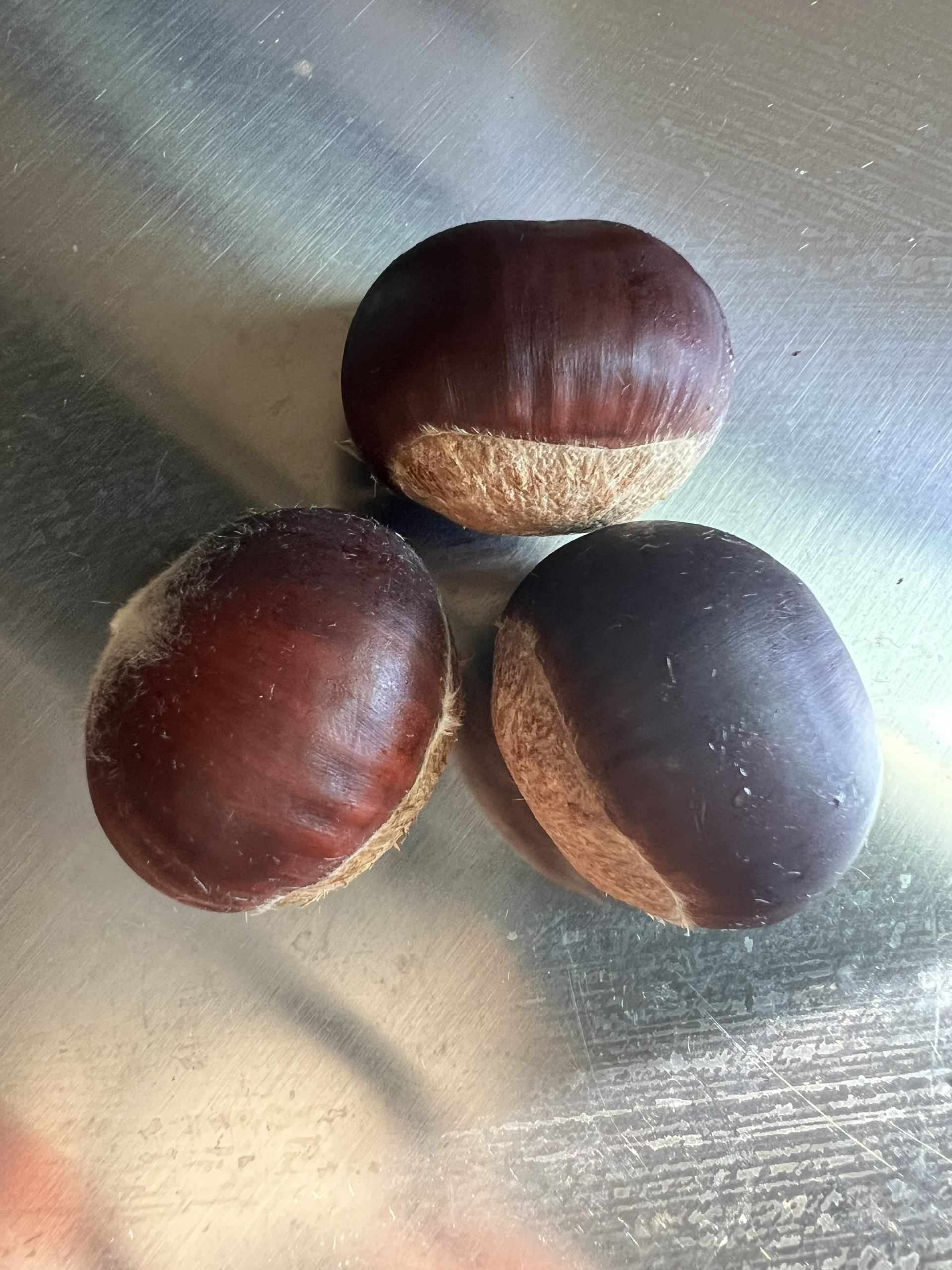 Chestnut seed nuts from a PQK chestnut tree at EBB Farms