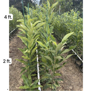 Chestnut trees growing for at EBB Farms chestnut tree nursery--four feet for shipping.