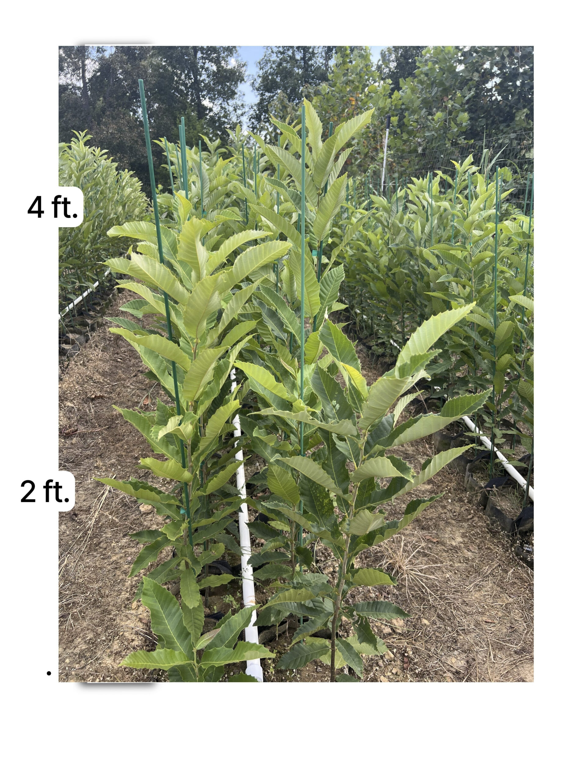 Chestnut trees growing for at EBB Farms chestnut tree nursery--four feet for shipping.