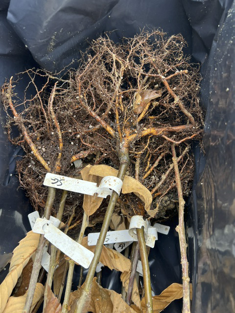 Chestnut trees shipped from EBB Farms - 10 tree selection