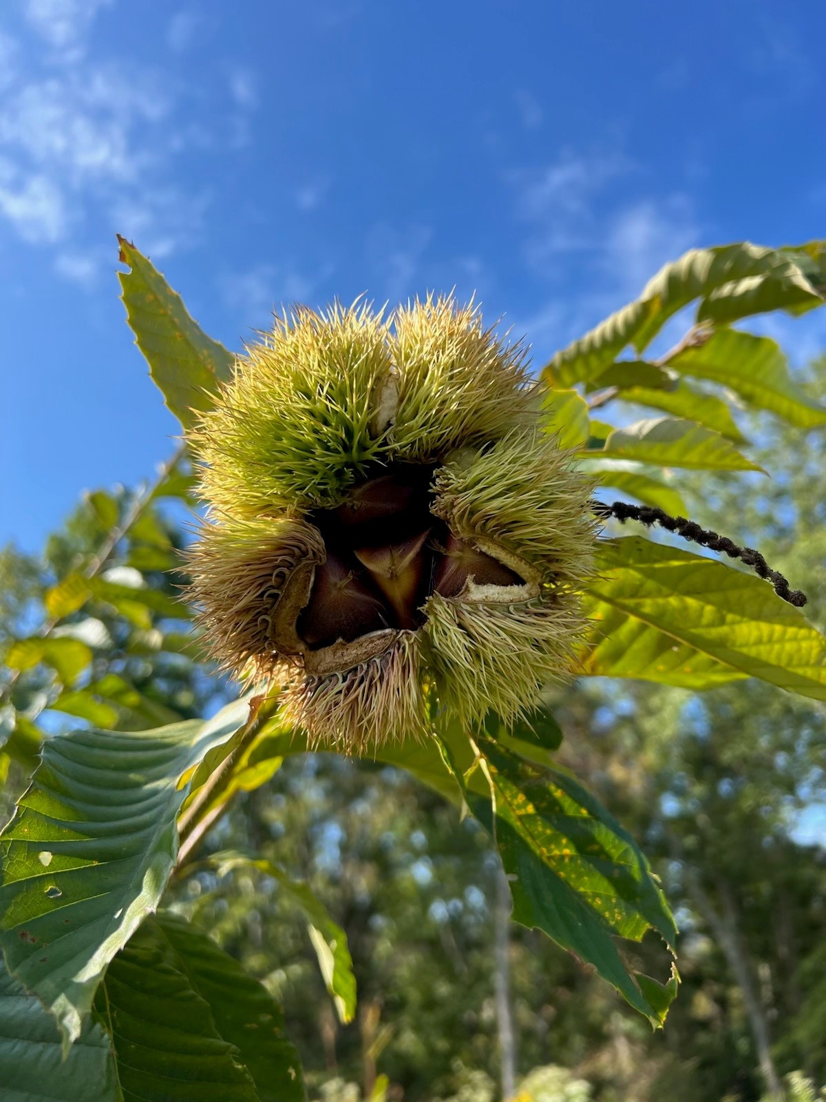 Chestnut seedling bur close-up on seedlings at EBB Farms