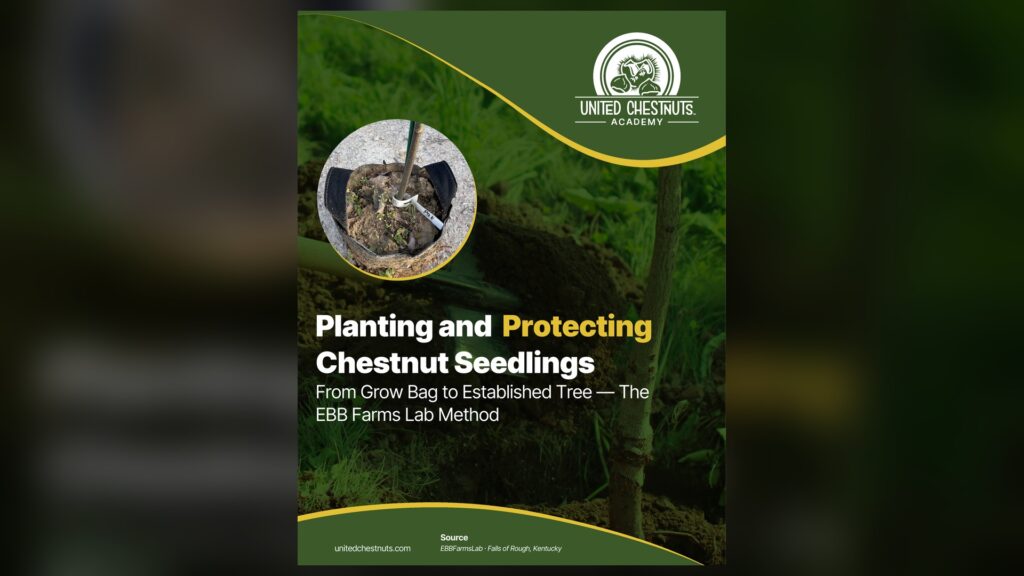 Chestnut seedling in its grow bag — how to plant a tree, the EBB Farms Lab method