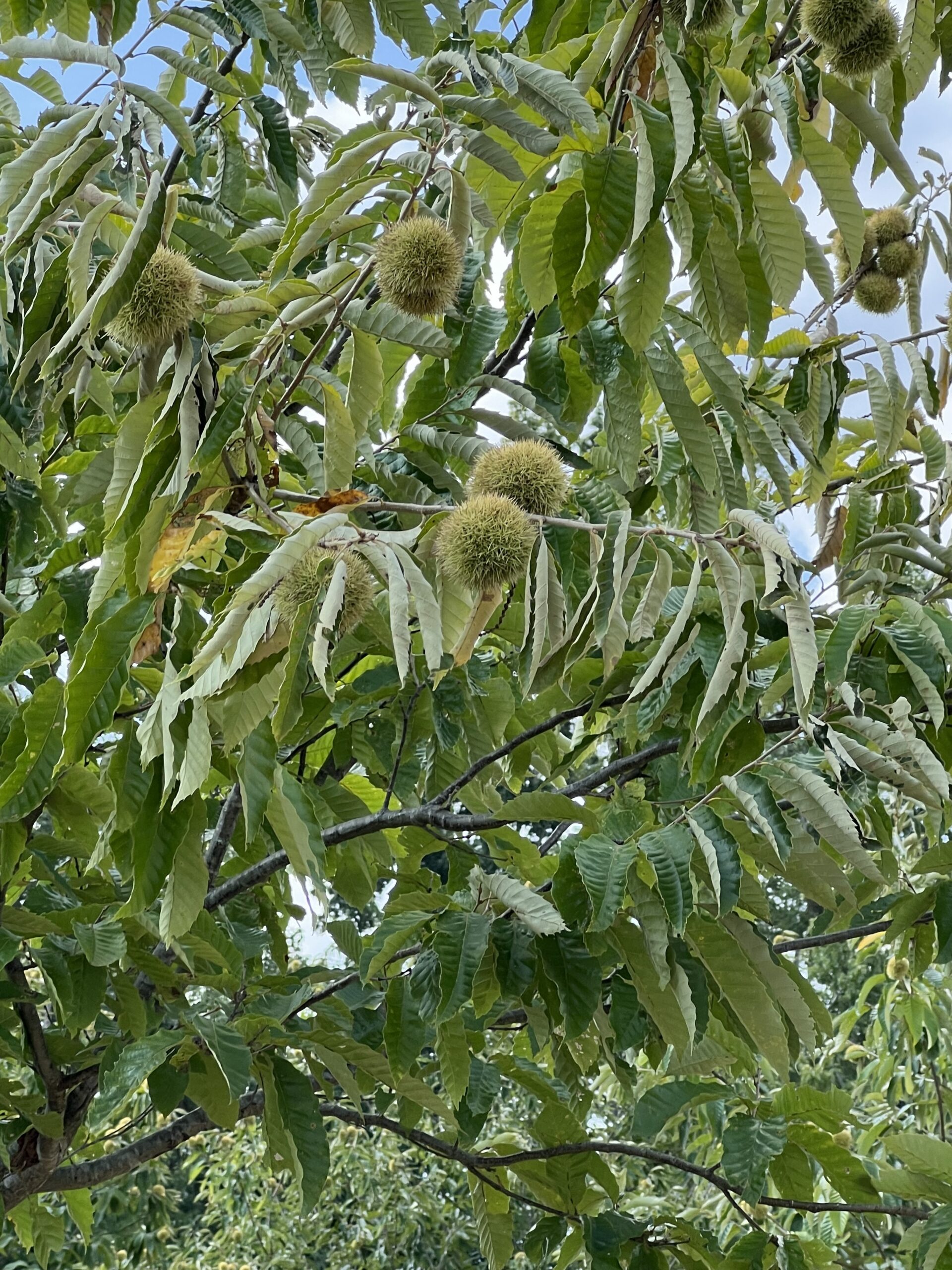Close up of chestnut bur growing on chestnut trees at EBB Farms showing what trees will look like over time