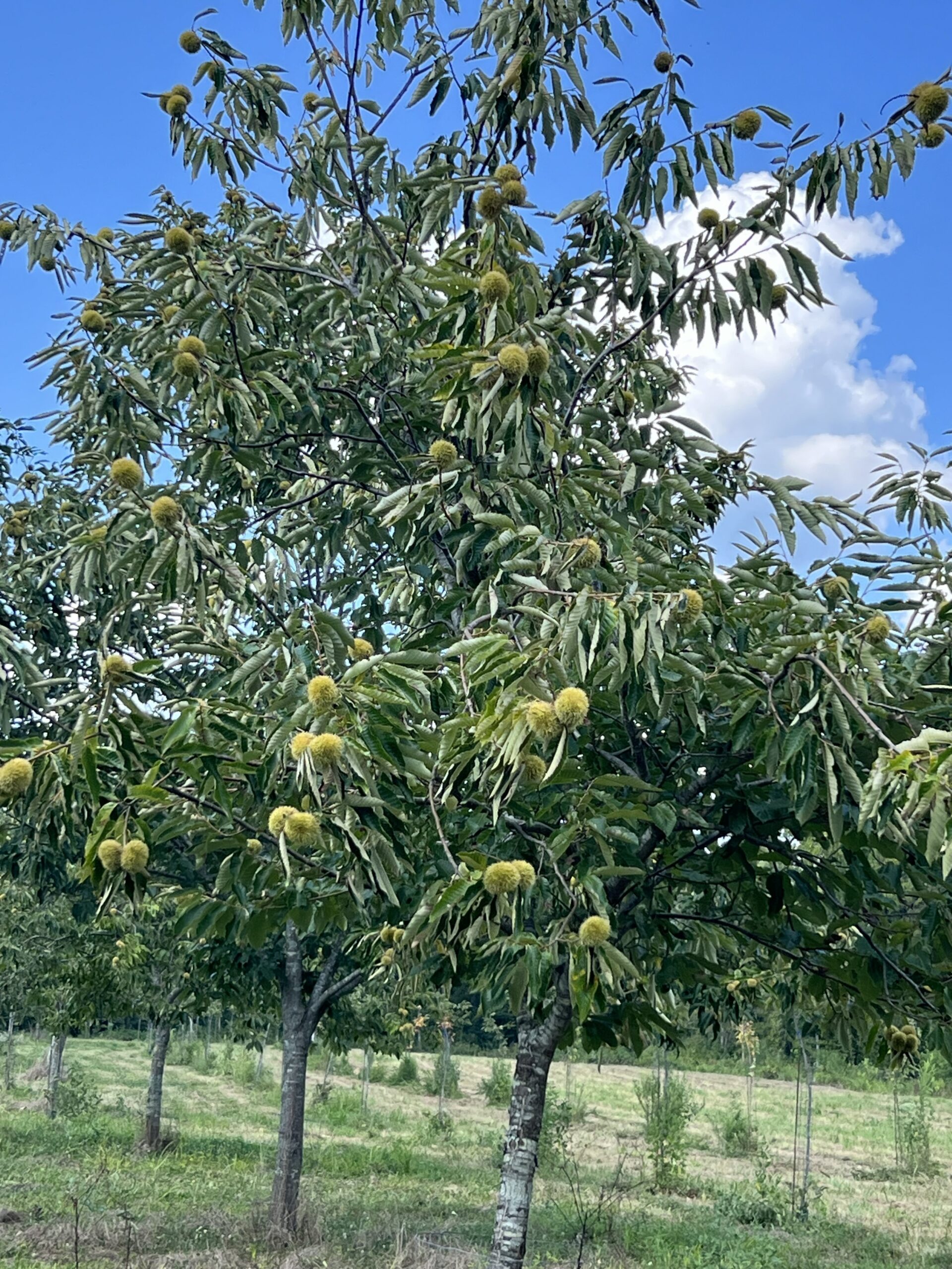 Mature chestnut tree bearing chestnuts in year eight at EBB Farms.