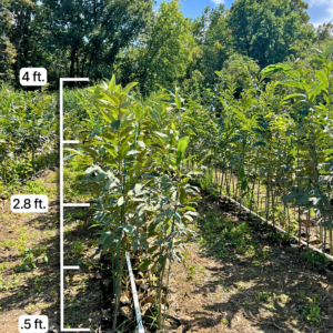 Chestnut seedlings growing in nursery for 50 mix and match bundle of 4 feet trees shipped from EBB Farms.