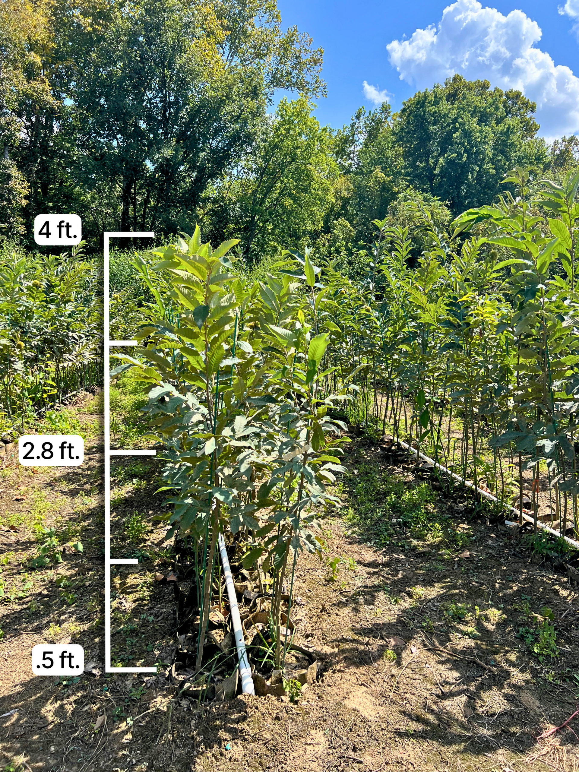 Chestnut seedlings growing in nursery for 50 mix and match bundle of 4 feet trees shipped from EBB Farms.