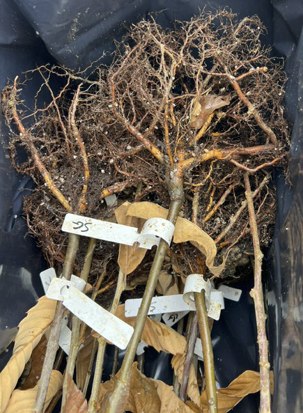 Chestnut seedling trees showing roots in shipping box for customers.