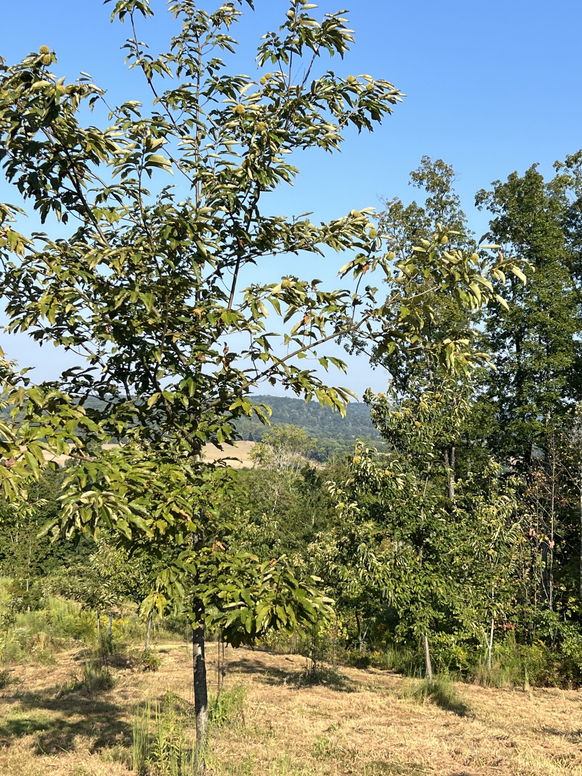 Chestnut trees in the orchard producing fresh chestnuts.