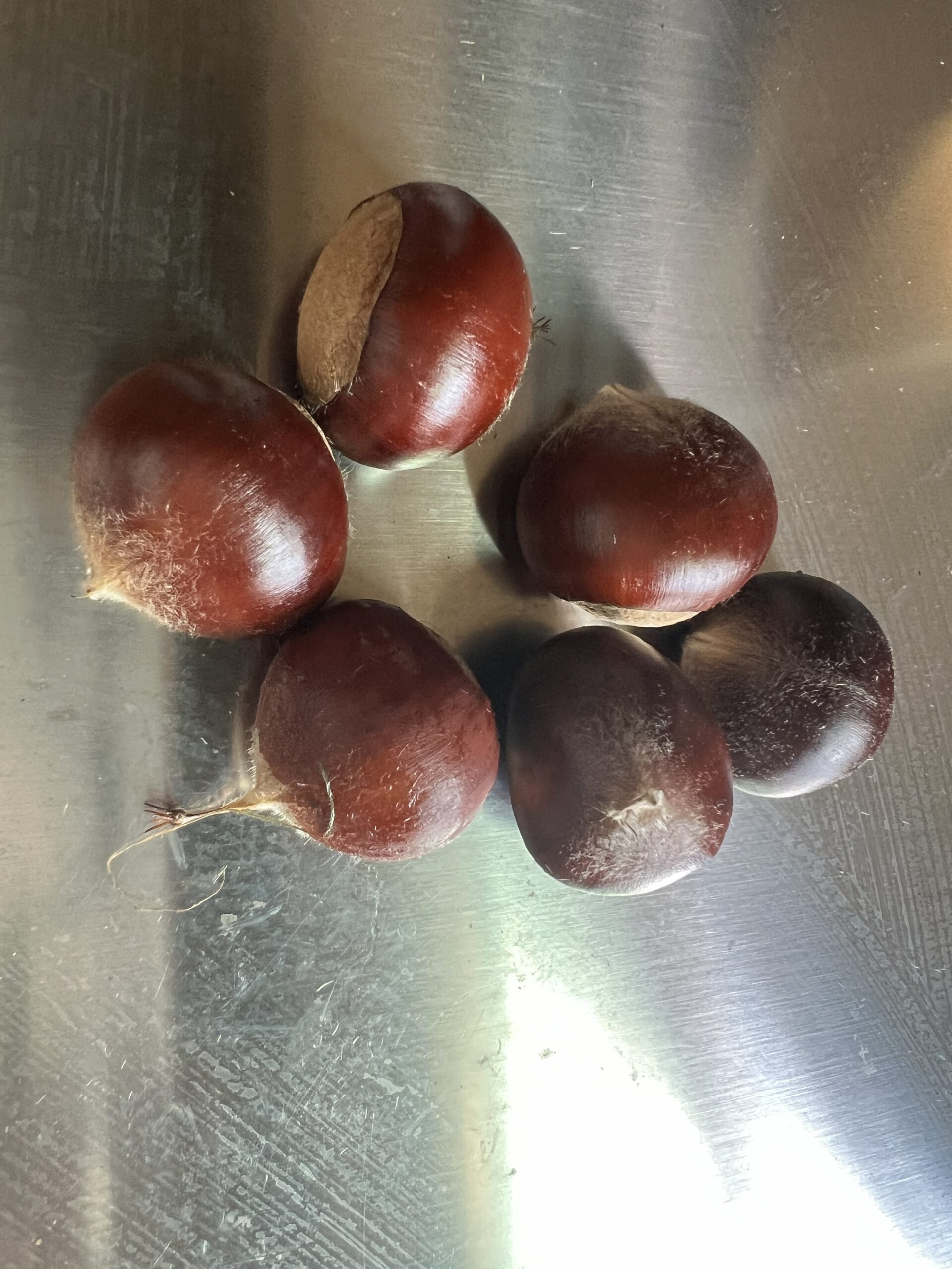 Chestnuts from a Dunstan chestnut tree at EBB Farms showing what a customer receives