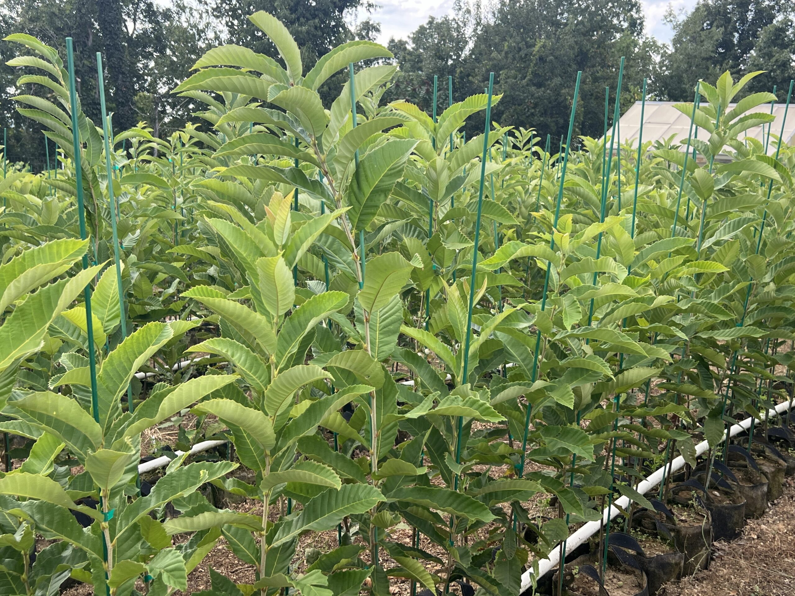 Chestnut seedlings growing in a row at the chestnut nursery at EBB Farms.