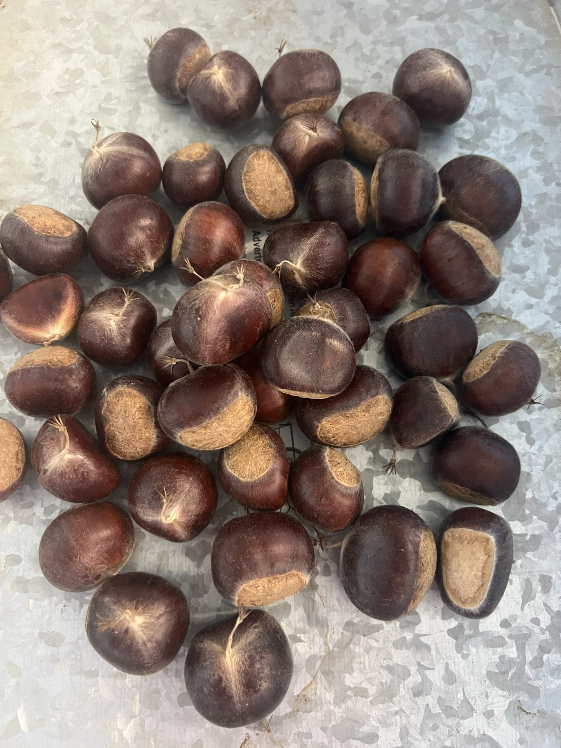 Fresh chestnuts prepared to ship to customers in the fall from EBB Farms