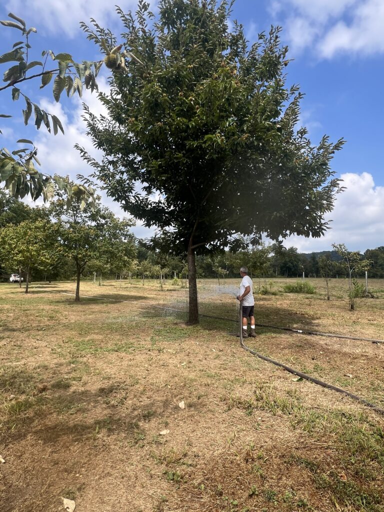 Watering chestnut trees in an orchard during hot summer before chestnut harvest