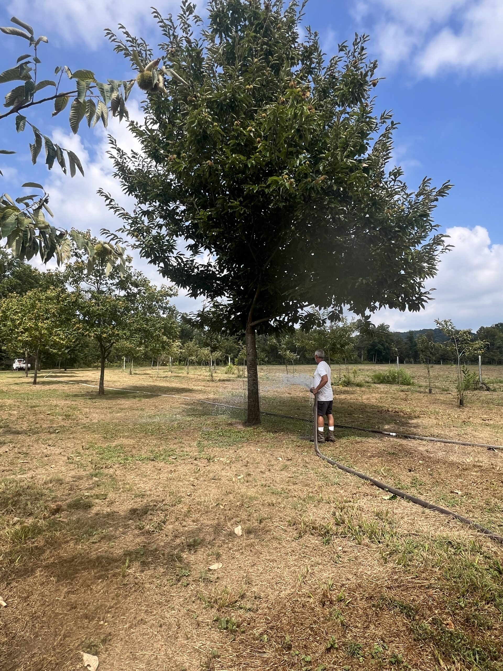 Watering chestnut trees in an orchard during hot summer before chestnut harvest