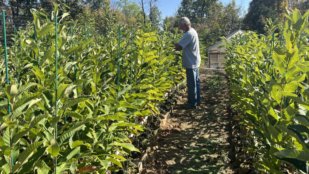 Nurseryman Brad Jones tending chestnut trees at EBB Farms.