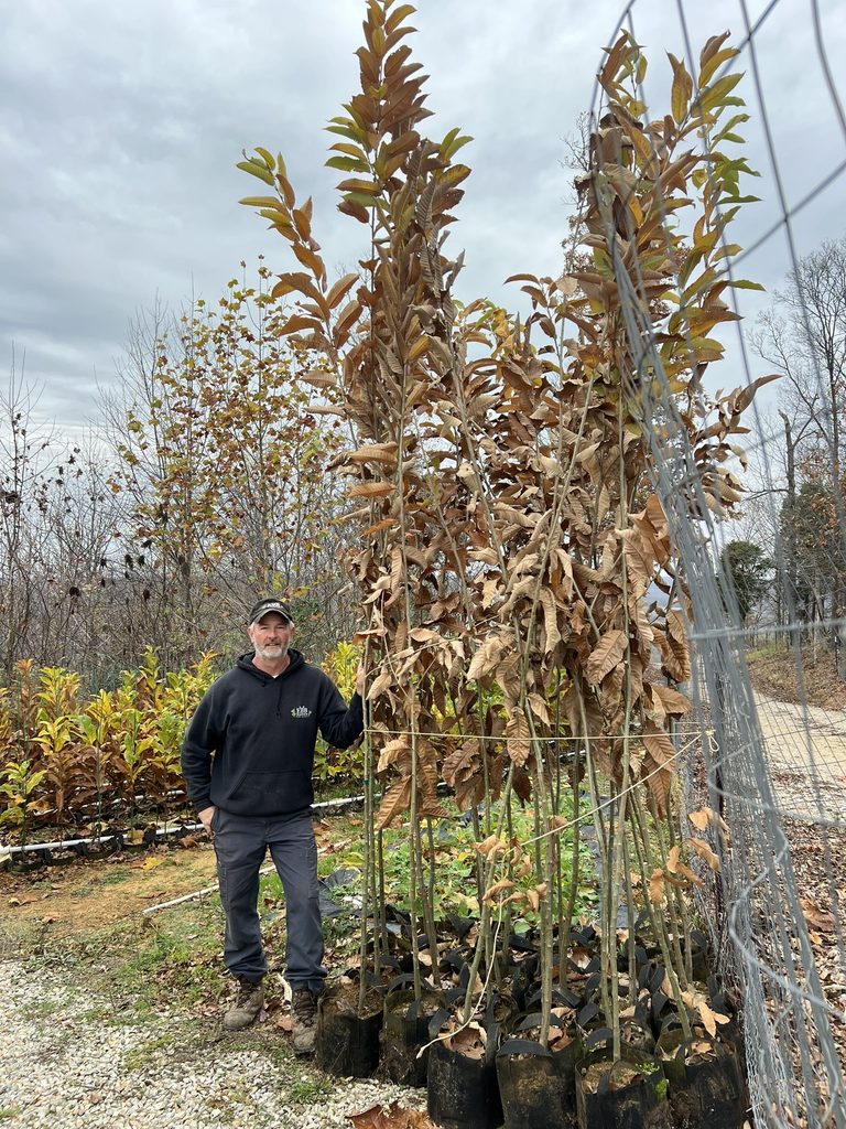 Larger chestnut trees in grow bags available for farm pickup at EBB Farms
