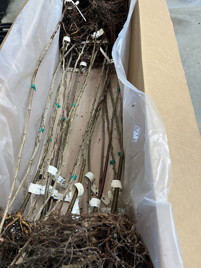 Dormant bareroot chestnut tree seedlings packed by hand for shipping at EBB Farms