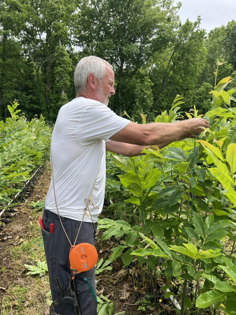 Dunstan chestnut seedlings growing at EBB Farms