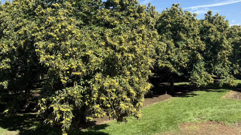 Mature chestnut trees heavy with green burrs in an irrigated orchard at Colossal Orchards in Selah, Washington