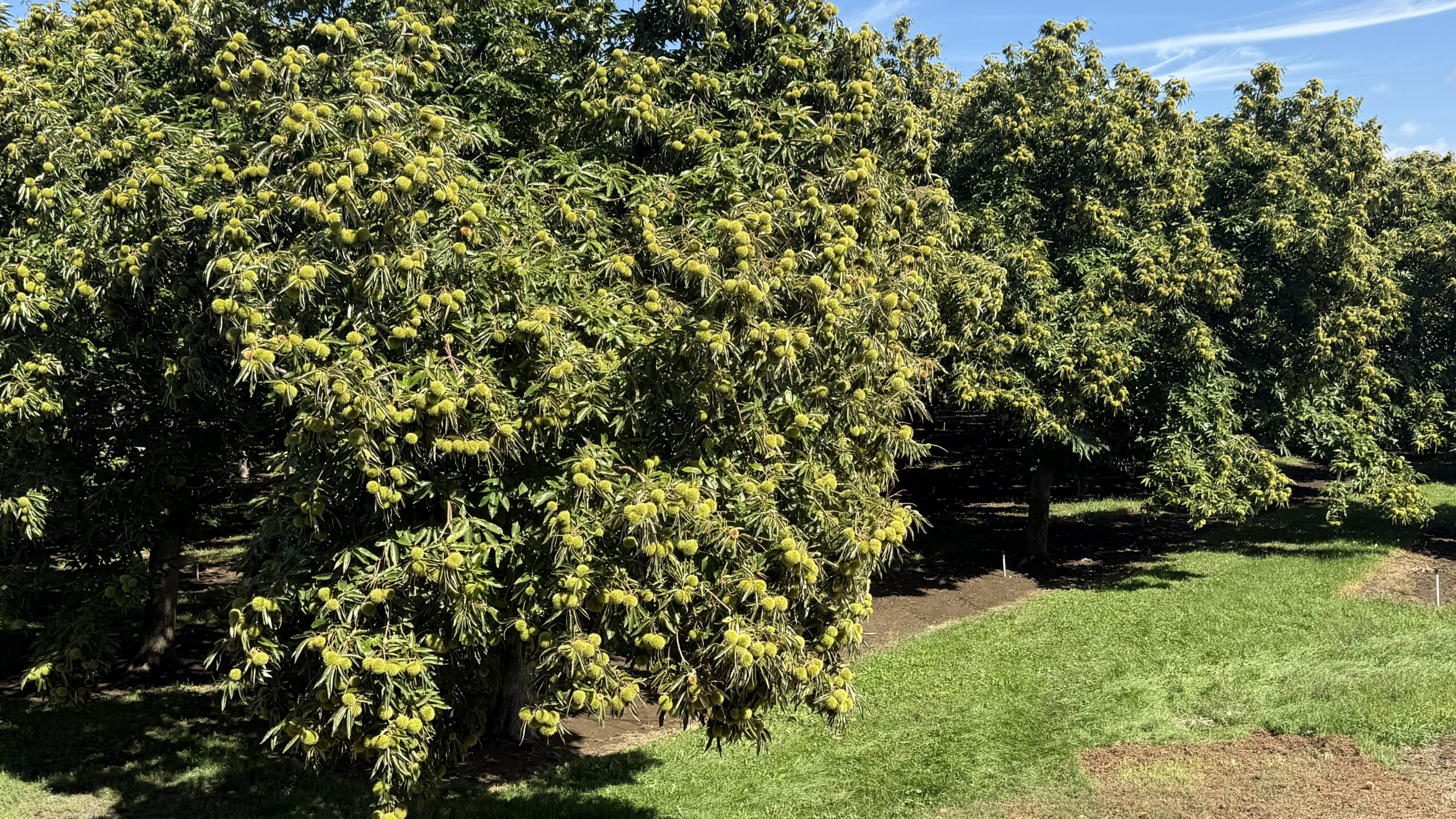 Mature chestnut trees heavy with green burrs in an irrigated orchard at Colossal Orchards in Selah, Washington