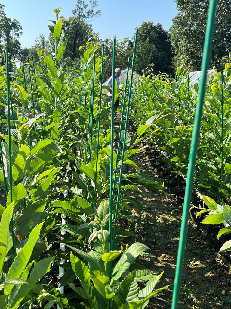 UMCA PQK chestnut seedlings growing in the EBB Farms nursery