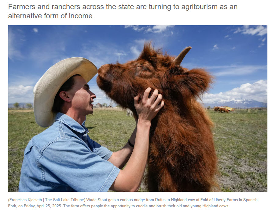 Wade Stout of Fold Of Liberty Farms With A Cow
