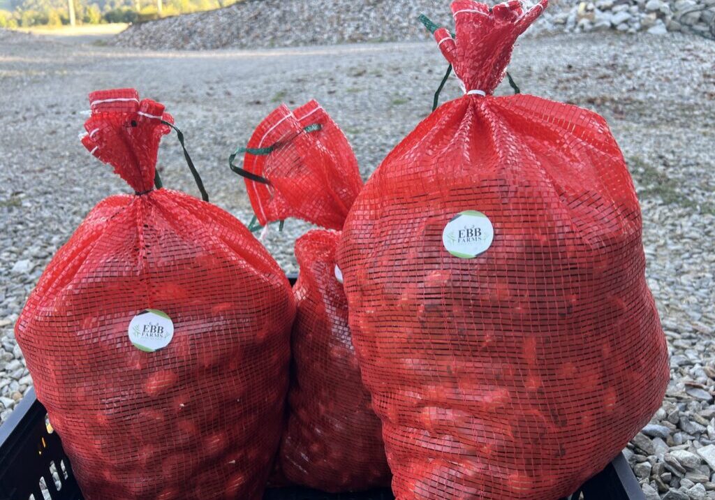 25 pound bag of fresh chestnuts from EBB Farms