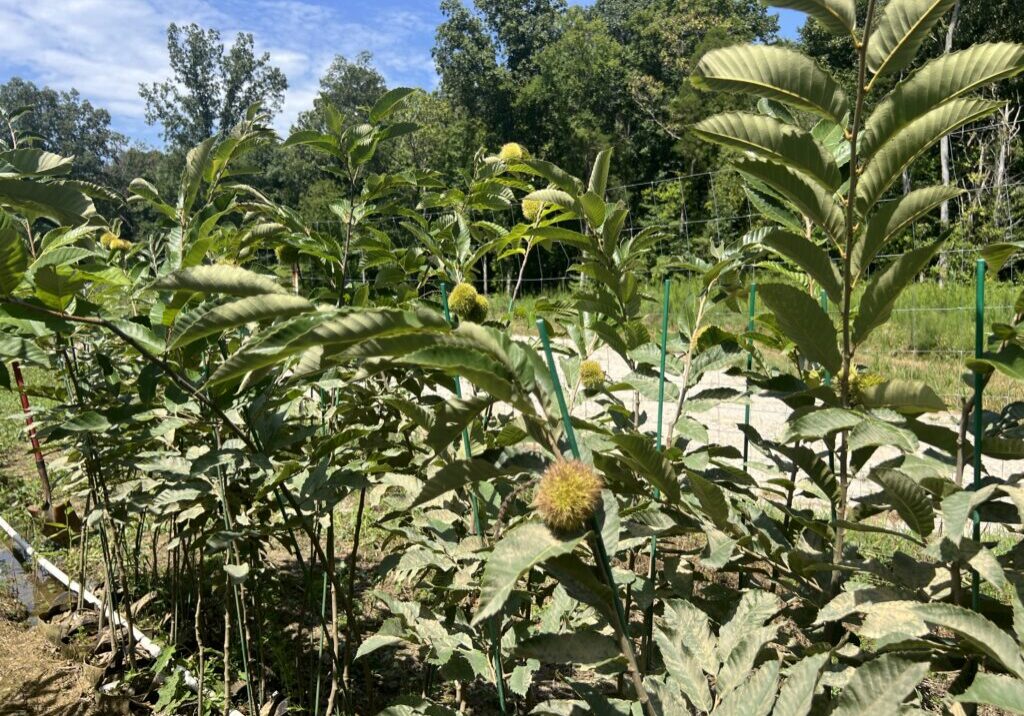Chestnut Seedlings from EBB Farms and United Chestnuts