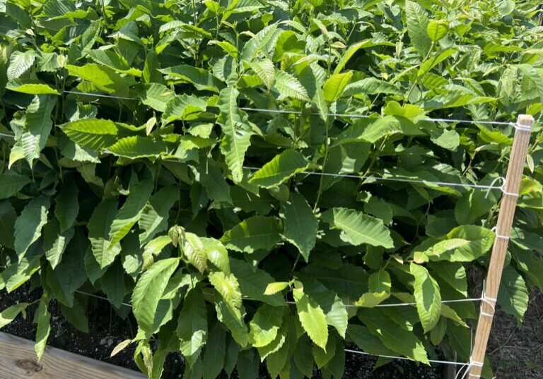 EBB Farms Superstar Dunstan in Air Pruned Bed
