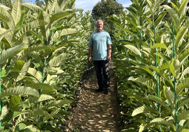 Chestnut tree nursery at EBB Farms - the farm lab for United Chestnuts