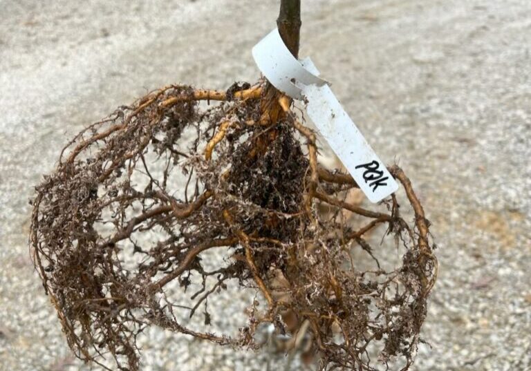 First year nursery grown chestnut seedling from EBB Farms.