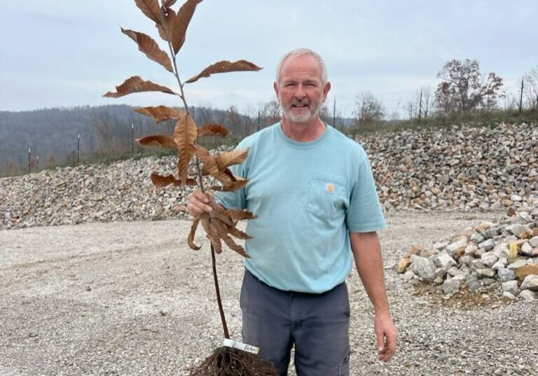 PQK_Chestnut_Seedling_Nursery_EBB_FARMS_United_Chestnuts