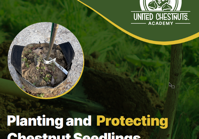 Planting_Protecting_Chestnut_Seedlings