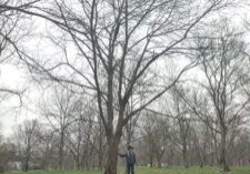 Chestnut trees growing in the US