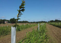 Alley Cropping With Hay In Kentucky Chestnut Orchards 