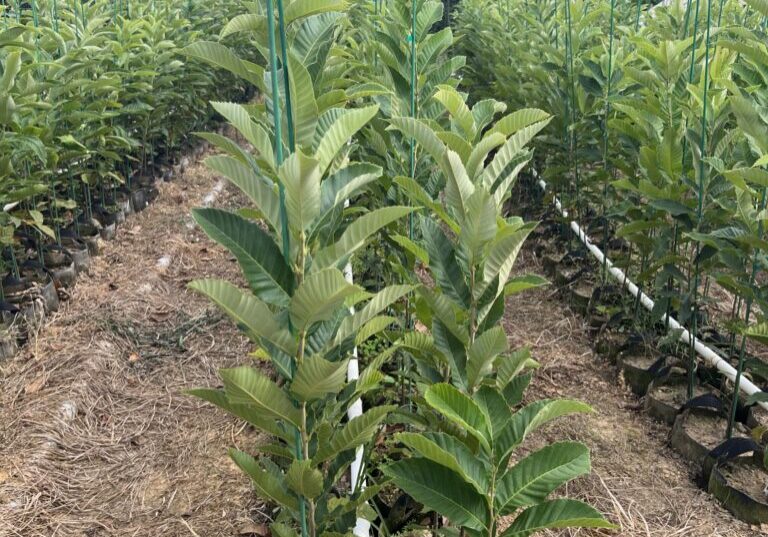 Mixed chestnut seedling varieties growing side by side in nursery rows at EBB Farms — United Chestnuts