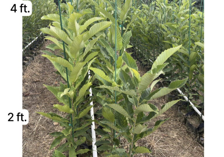 Chestnut trees growing for at EBB Farms chestnut tree nursery--four feet for shipping.