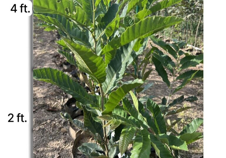 Chestnuts seedlings growing at EBB Farms chestnut tree nursery - 4 feet tall for shipping.